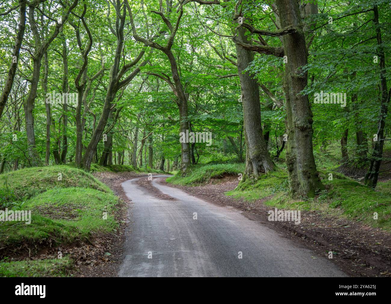 Pista a binario singolo attraverso i boschi estivi nelle colline di Quantock nel Somerset, Regno Unito Foto Stock
