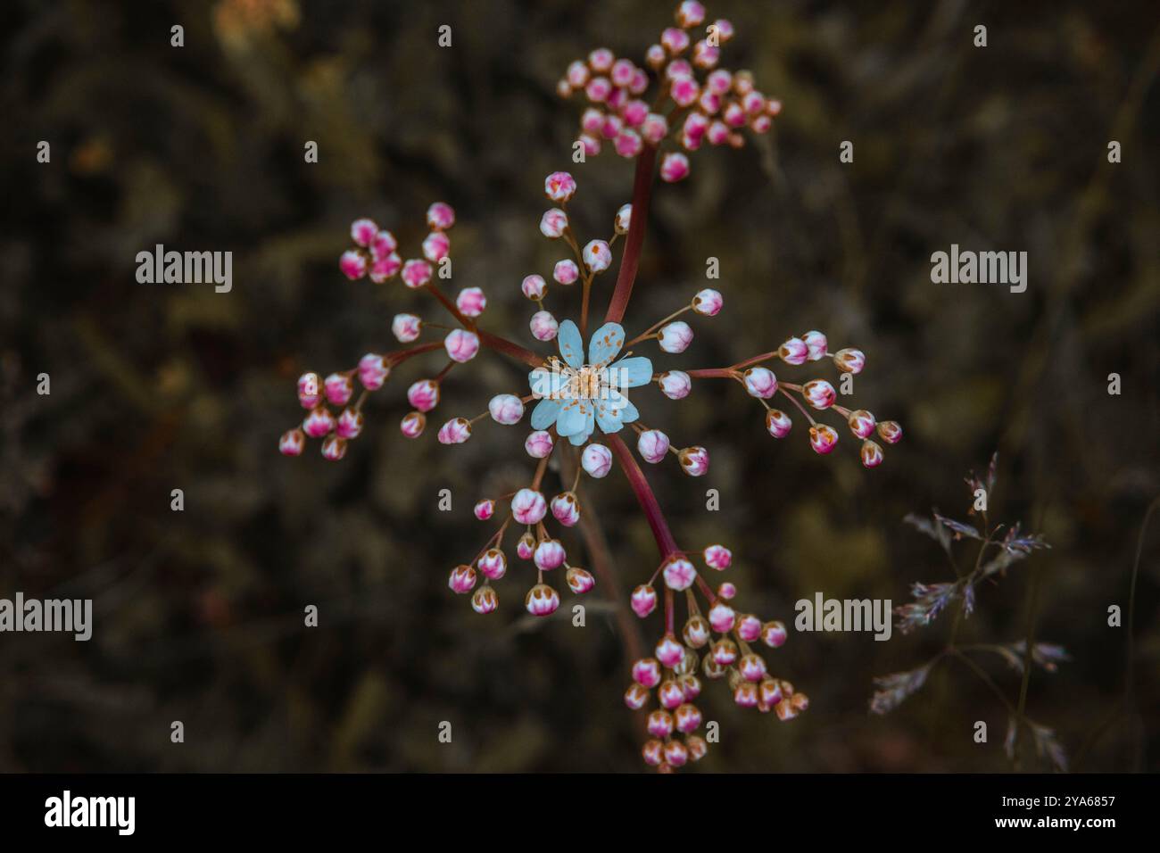 Foto macro di un bellissimo fiore selvatico blu circondato da piccoli boccioli rosa in un motivo a forma di stella, con uno sfondo naturale scuro e sfocato Foto Stock