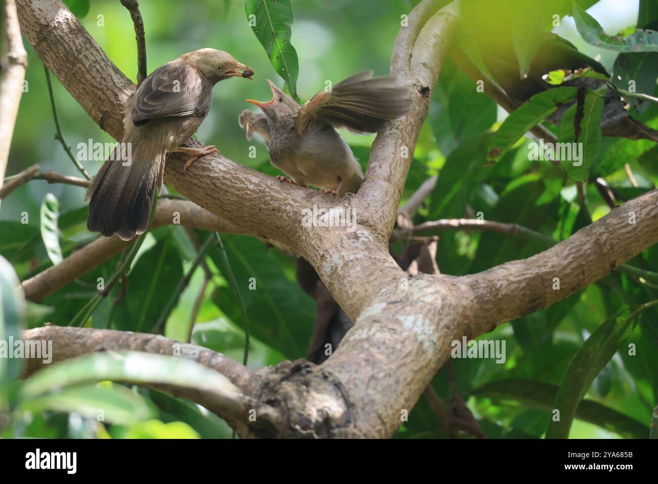 "Piacere affamato". La ragazza mostra la sua gioia quando l'uccello madre che arriva con il cibo sul suo beak.it mostra la cura e l'affetto dei genitori. Foto Stock
