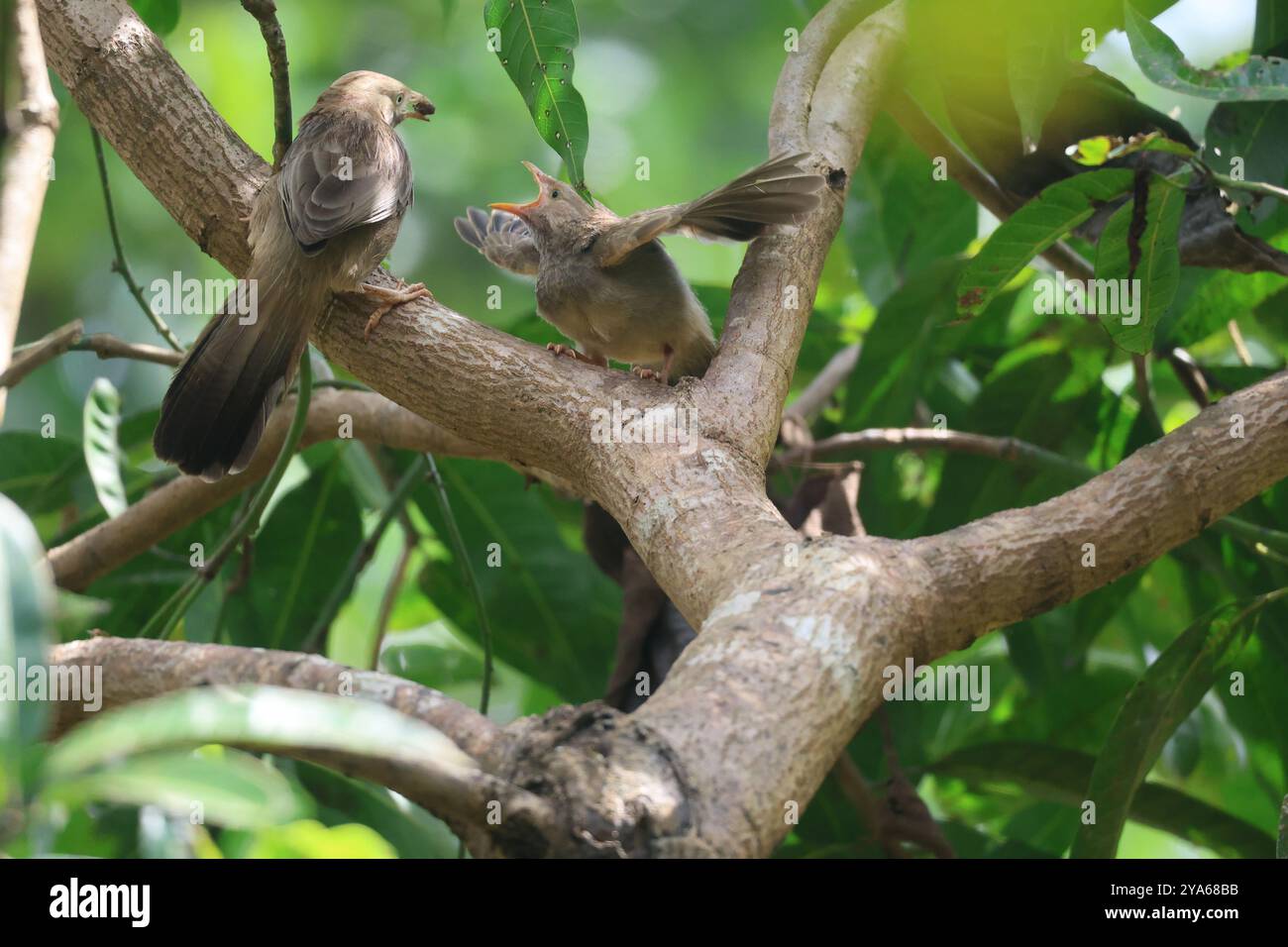 "Cura nel becco". Il giovane uccello mostra la felicità quando il genitore porta il cibo. E' pronto a ricevere quello di valore, spalancando la bocca. Foto Stock