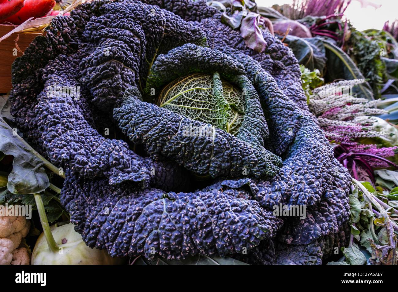 Norden, Frisia orientale, Germania. Cavolo in uno stand durante una festa autunnale del raccolto a Norden. 5 ottobre 2024 Foto Stock