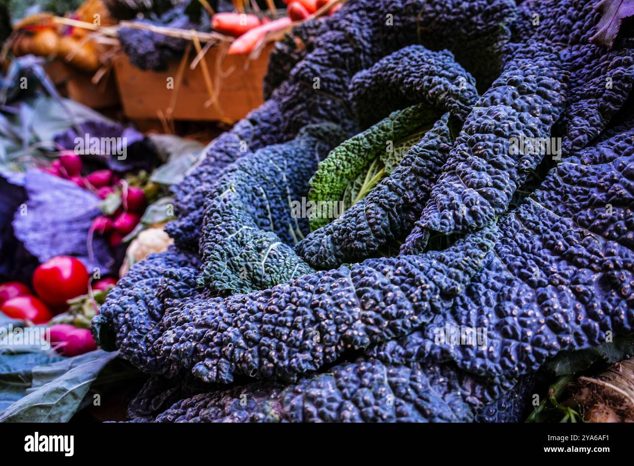 Norden, Frisia orientale, Germania. Cavolo in uno stand durante una festa autunnale del raccolto a Norden. 5 ottobre 2024 Foto Stock