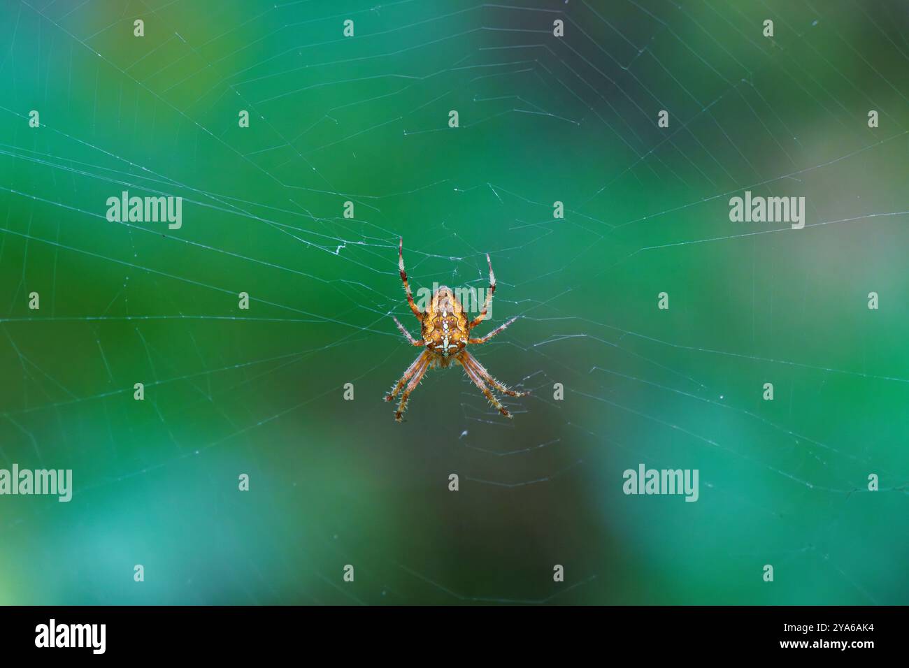 Primo piano di un ragno su uno sfondo verde brillante, evidenziandone le caratteristiche uniche Foto Stock