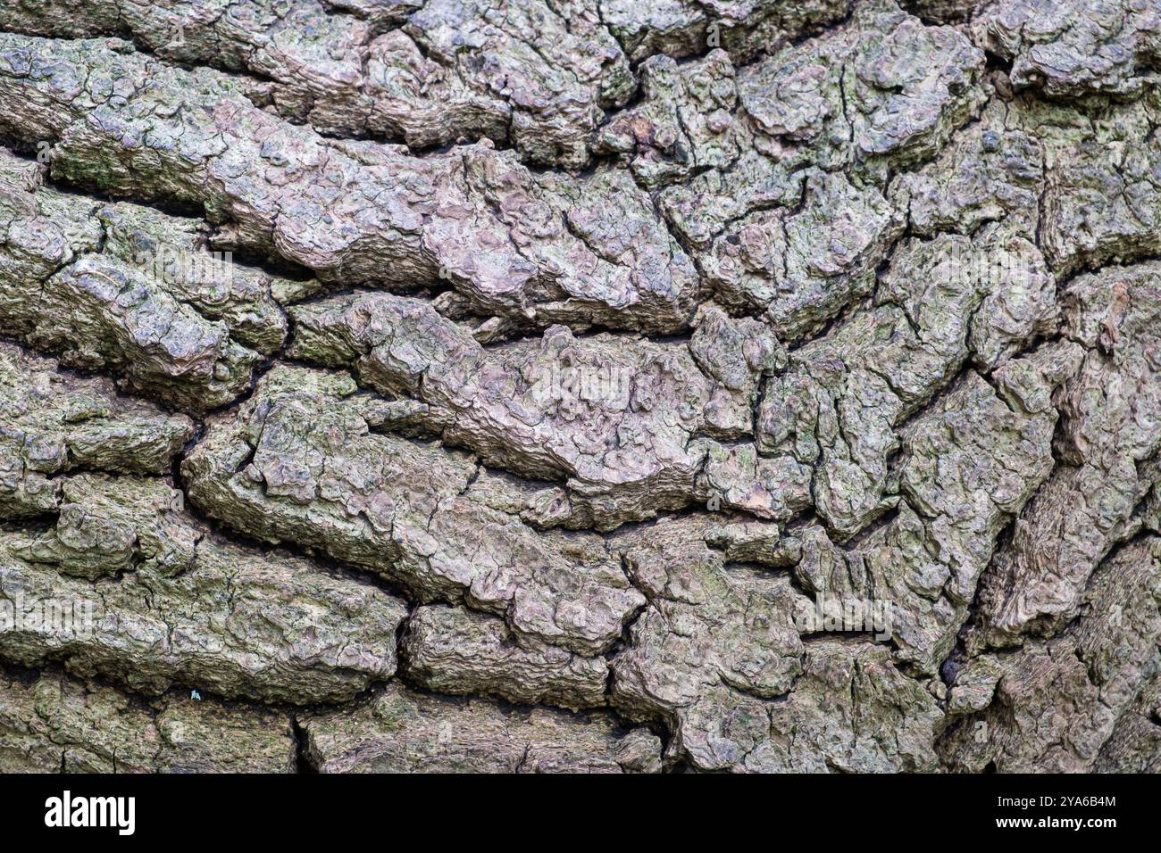 Primo piano sulla corteccia di un vecchio albero Foto Stock