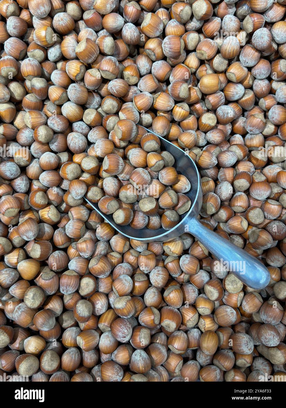 Le nocciole marroni sfuse vengono mostrate con una paletta in metallo in un cestino sfuso in un negozio di alimentari o in un mercato agricolo. Foto Stock