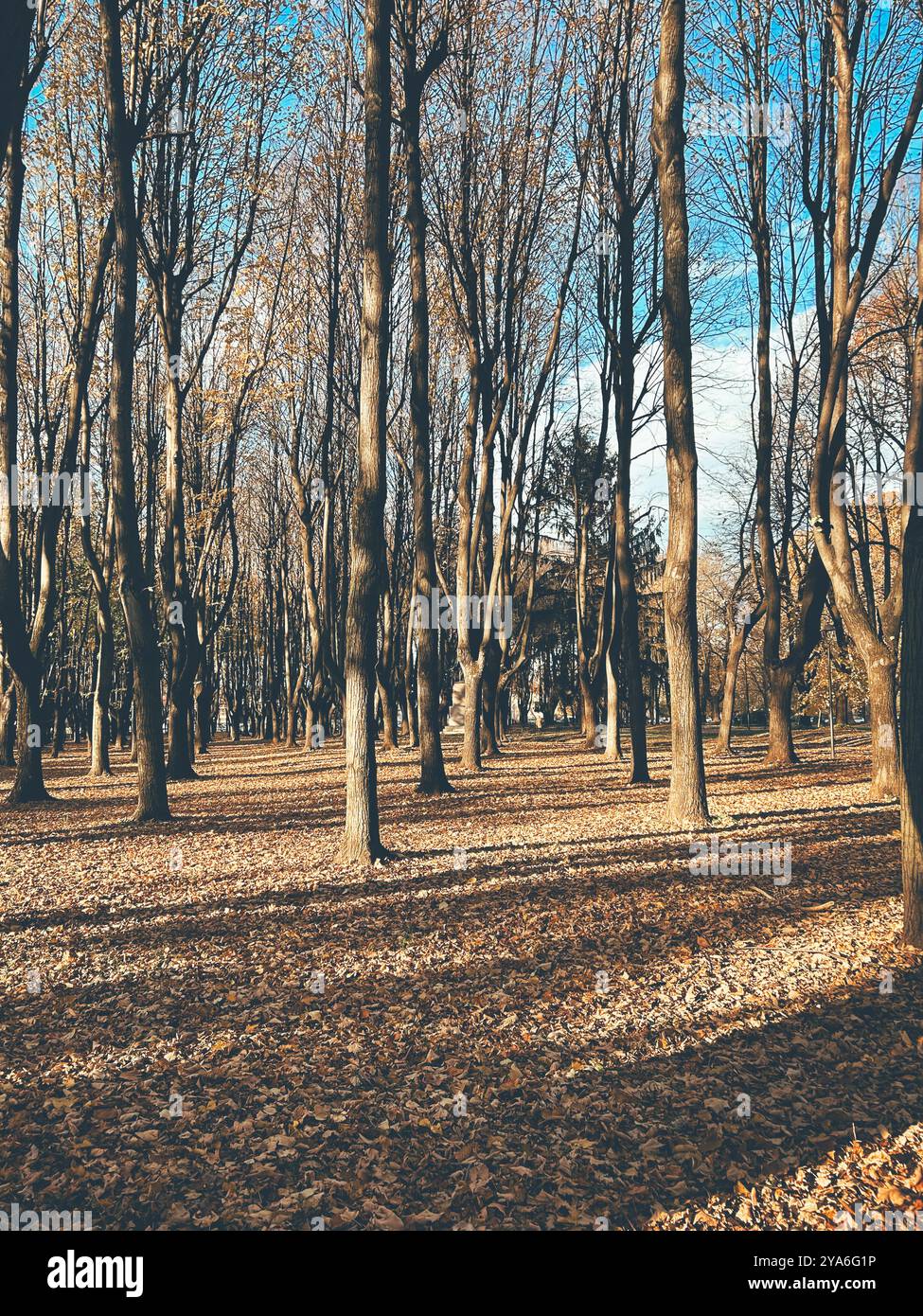 Una tranquilla foresta autunnale a Monza, in Italia, con alberi alti che gettano lunghe ombre sul fondo della foresta ricoperti di foglie dorate. Foto Stock