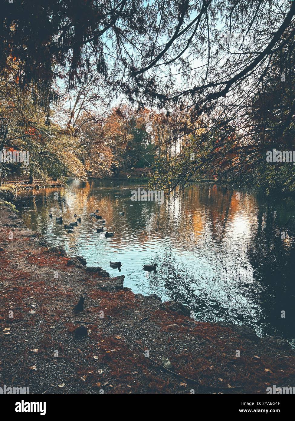 Una tranquilla scena lacustre a Monza, in Italia, in autunno. Le anatre galleggiano pacificamente sull'acqua, circondate da alberi colorati e foglie cadute. Foto Stock