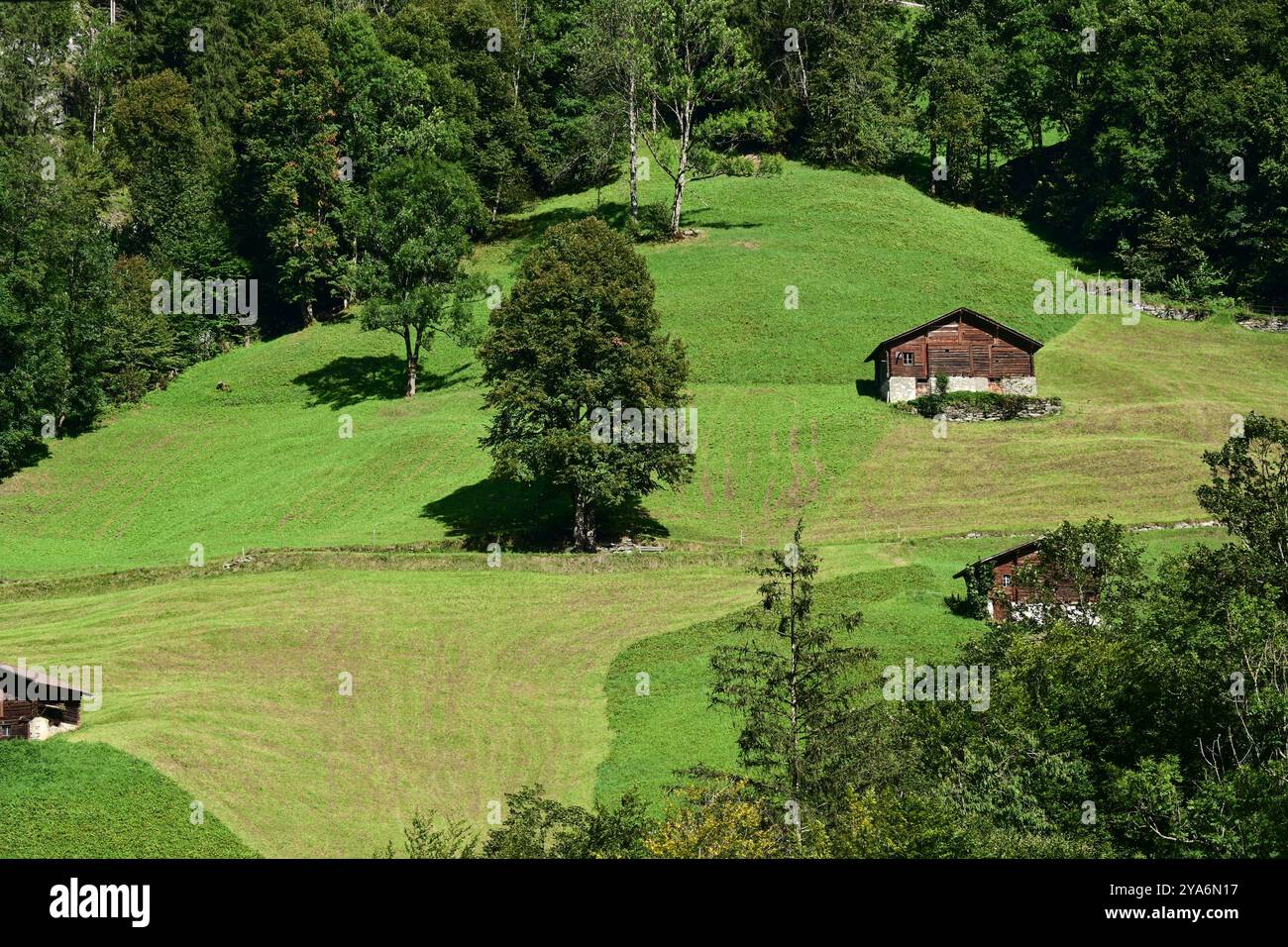 Prato svizzero con fienile e alberi, valle Lauterbrunnen, Oberland Bernese, Svizzera Foto Stock