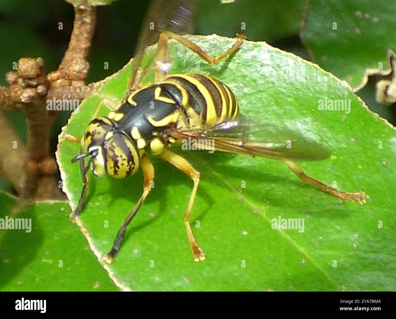 Eastern Hornet Fly (Spilomyia longicornis) Insecta Foto Stock