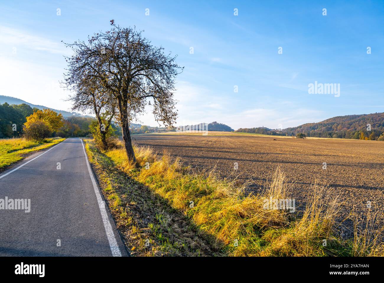 Una strada tranquilla si snoda attraverso un pittoresco paesaggio autunnale, con campi dorati su entrambi i lati e alberi che ondeggiano dolcemente nella brezza sotto un cielo azzurro. Foto Stock