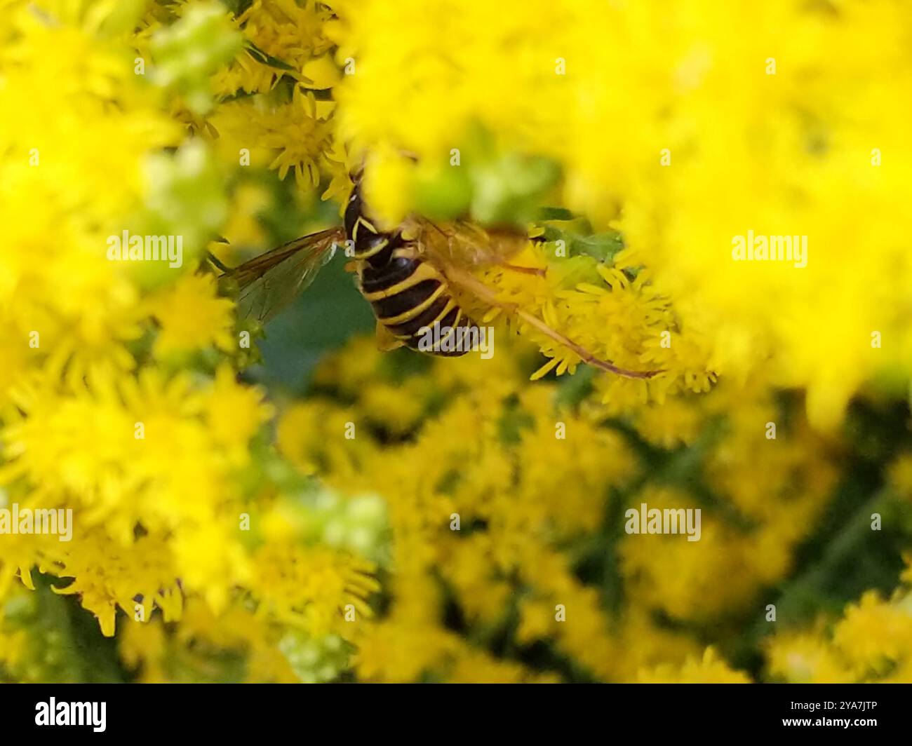 Eastern Hornet Fly (Spilomyia longicornis) Insecta Foto Stock