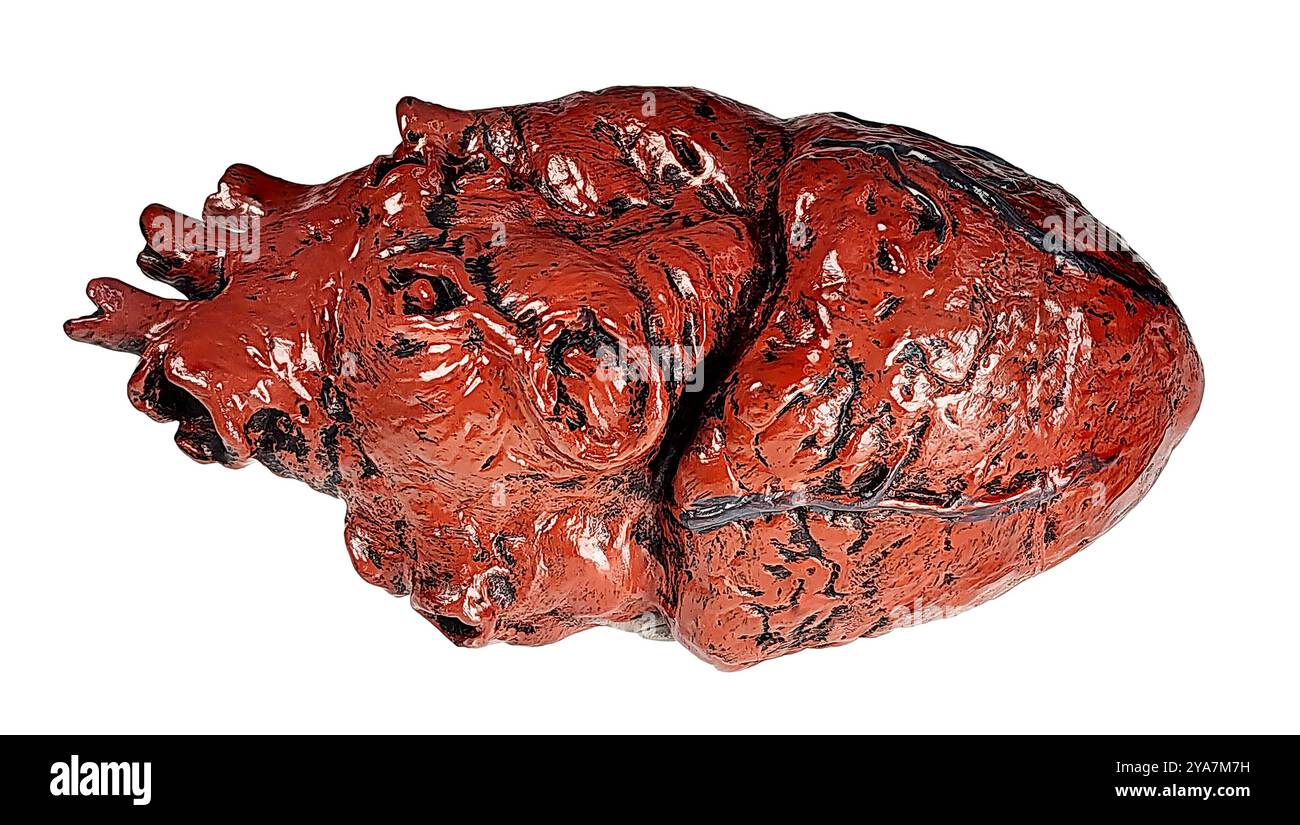 Un modello del cuore umano Foto Stock