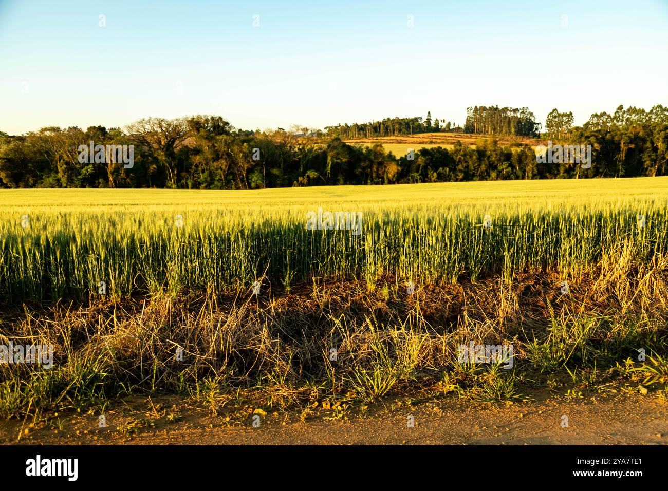 Piantagione di grano in un grande campo soleggiato con uno splendido paesaggio naturale Foto Stock