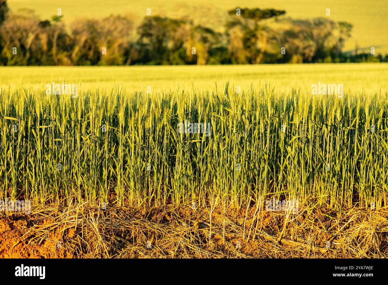 Piantagione di grano in un grande campo soleggiato con uno splendido paesaggio naturale Foto Stock