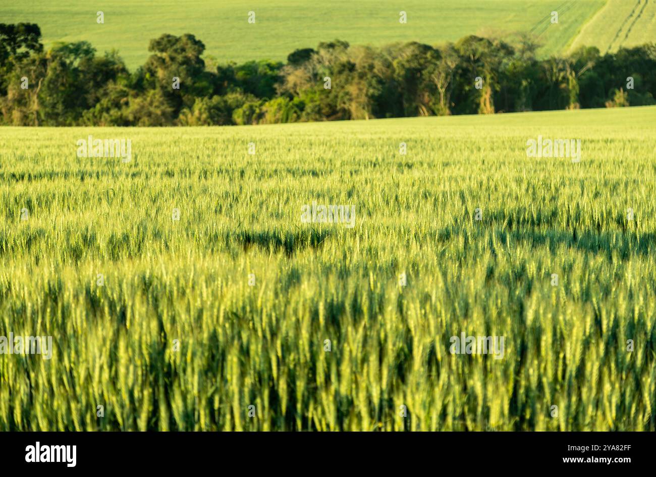 Piantagione di grano in un grande campo soleggiato con uno splendido paesaggio naturale Foto Stock