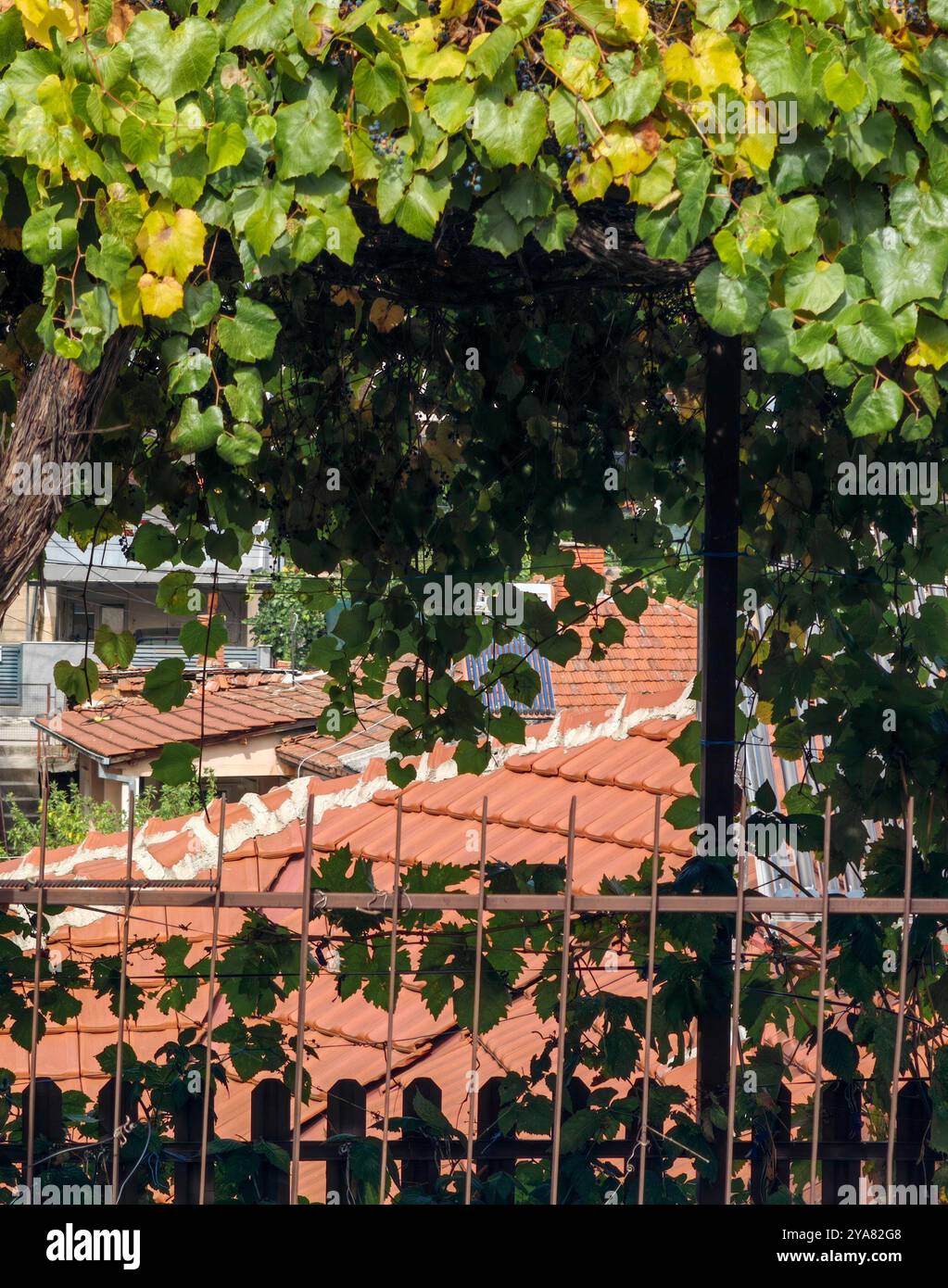 Vigne Leaves Framing Ceramic Roof Tiles: A Backyard Perspective Foto Stock