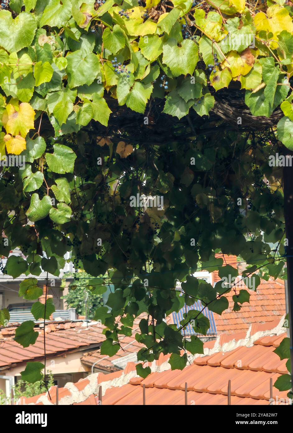 Vigne Leaves Framing Ceramic Roof Tiles: A Backyard Perspective Foto Stock