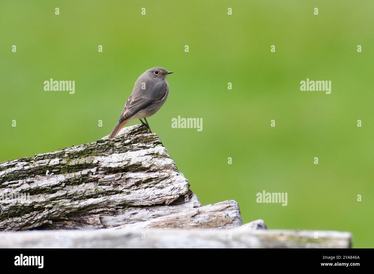 Phoenicurus ochruros alias Black Redstart femmina arroccata su tronchi di alberi secchi. Uccello comune nella repubblica Ceca. Isolato su sfondo sfocato verde. Divertente. Foto Stock