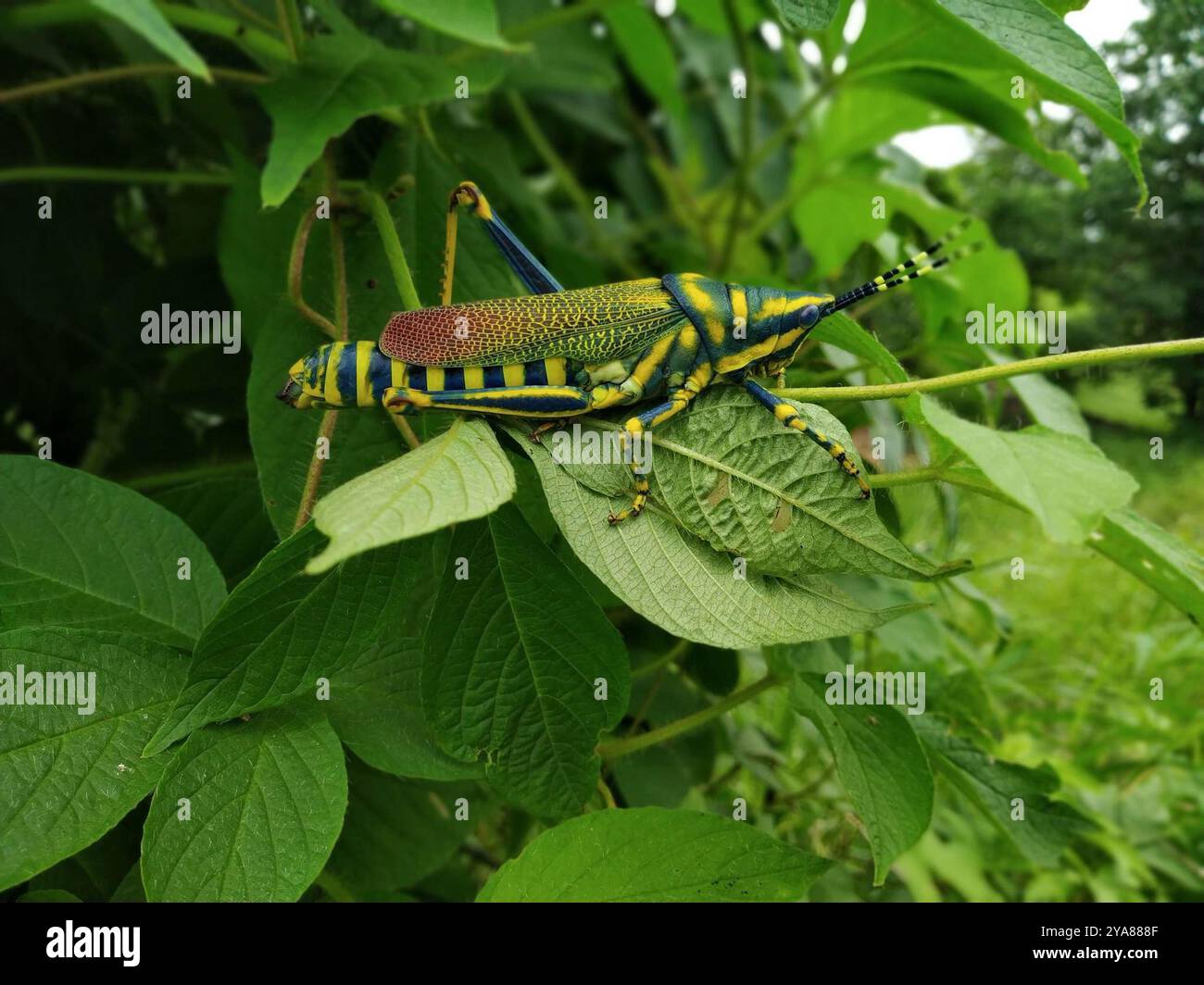 Grasshopper dipinto (Poekilocerus pictus) Insecta Foto Stock