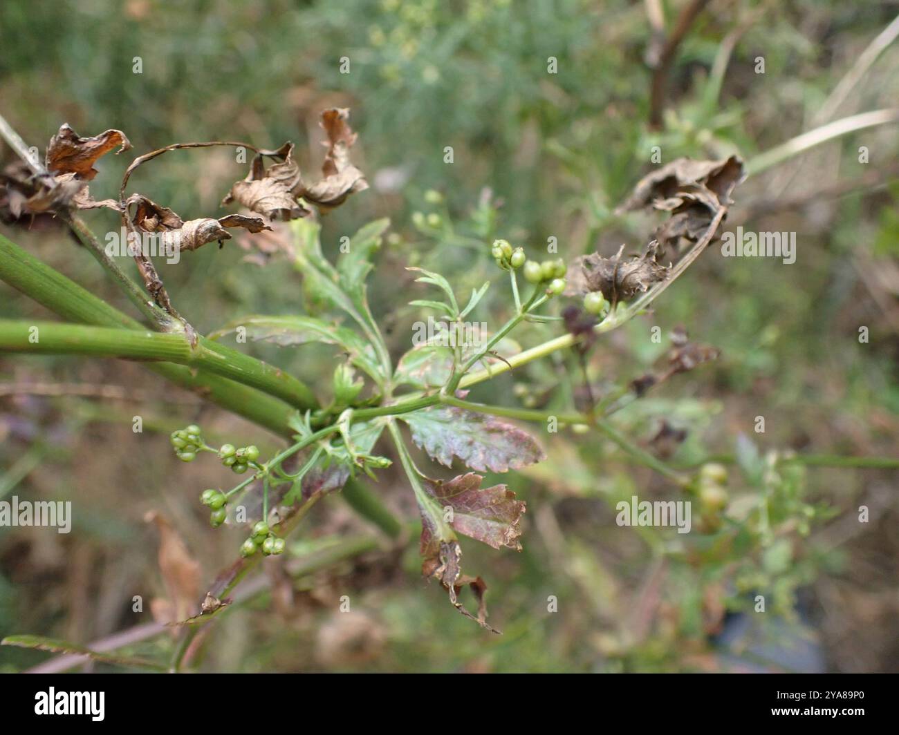 Prezzemolo in pietra (Sison amomum) Plantae Foto Stock