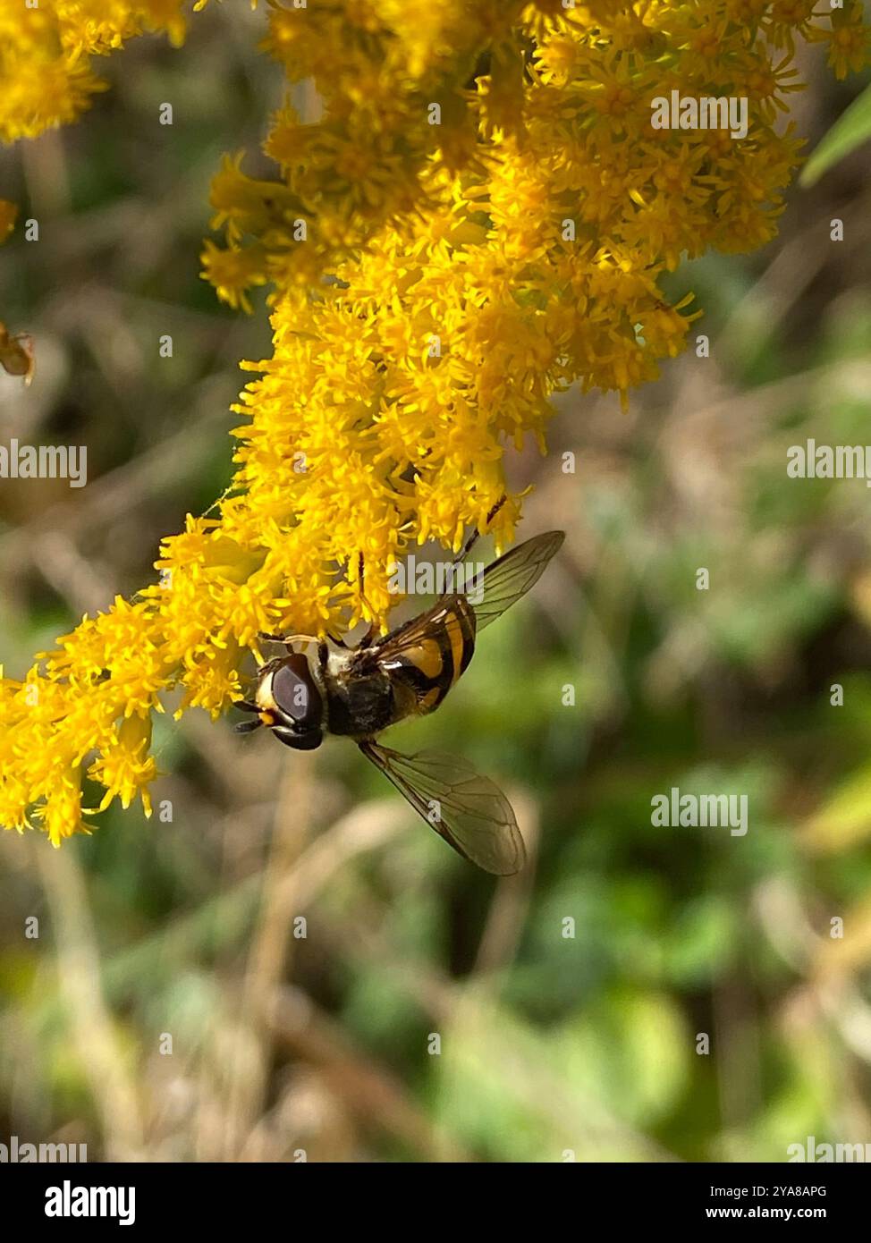(Didea fasciata) Insecta Foto Stock