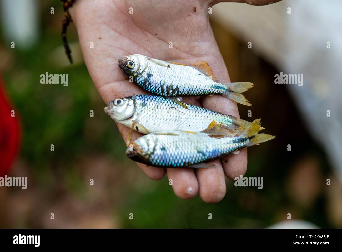 Un Lambari brasiliano dalla coda gialla (Astyanax altiparanae) - pesce d'acqua dolce Foto Stock