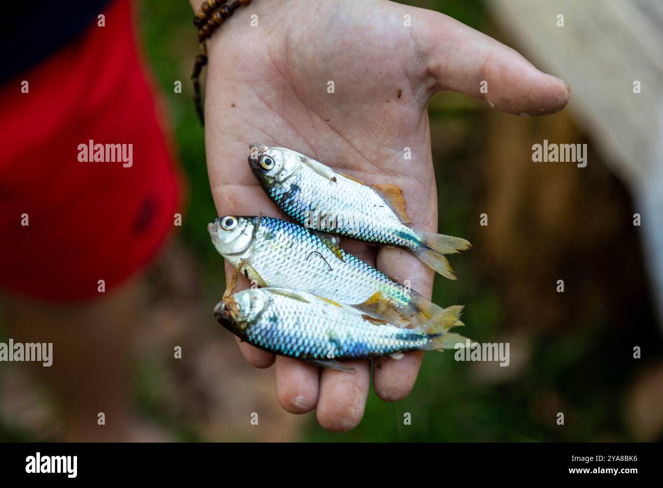 Un Lambari brasiliano dalla coda gialla (Astyanax altiparanae) - pesce d'acqua dolce Foto Stock
