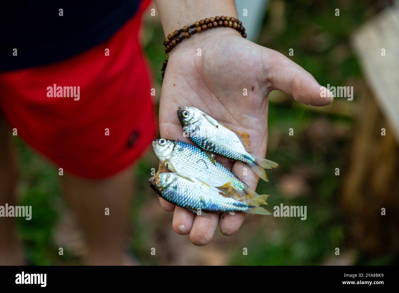 Un Lambari brasiliano dalla coda gialla (Astyanax altiparanae) - pesce d'acqua dolce Foto Stock