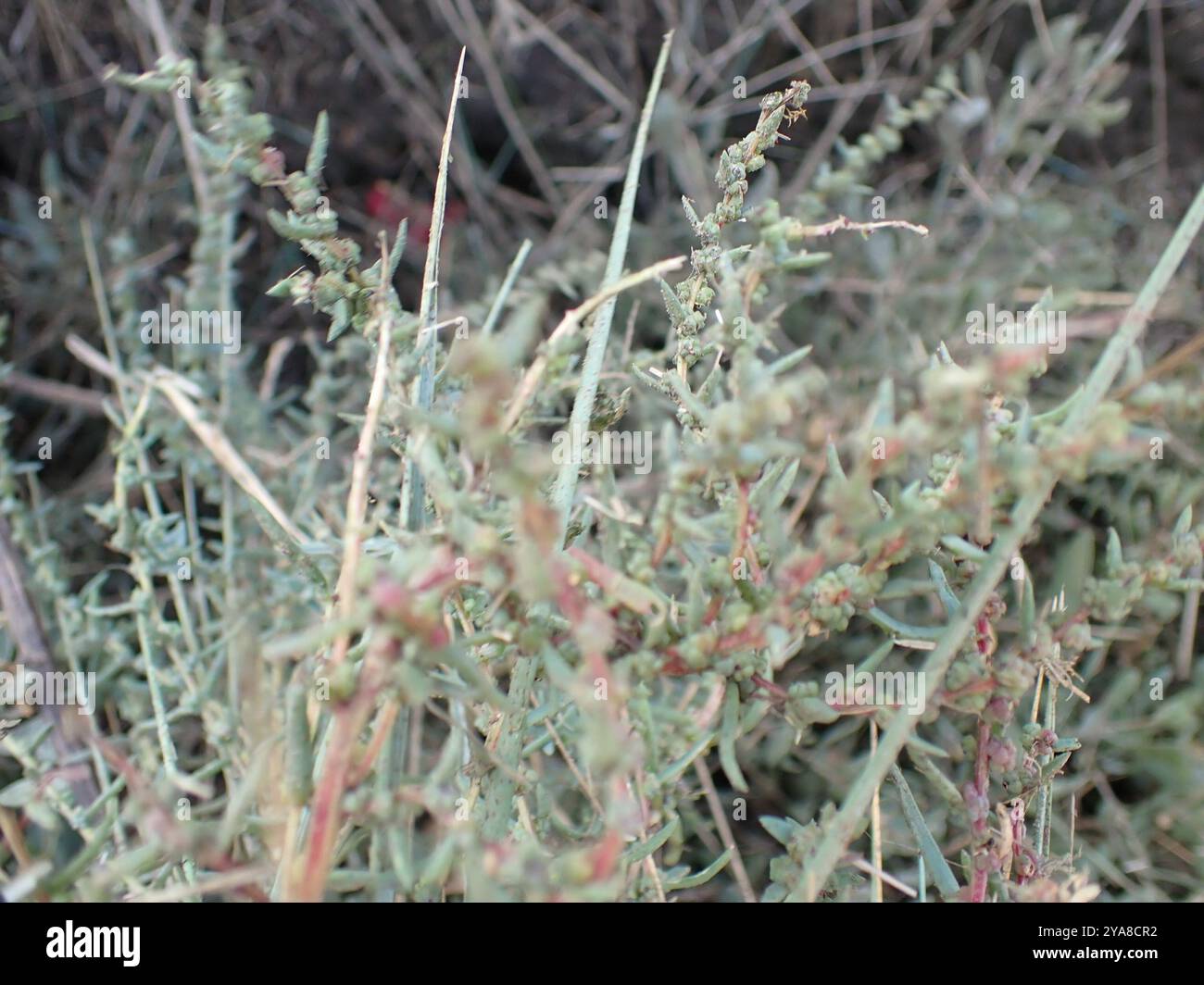 Alghe erbacee (Suaeda maritima) Plantae Foto Stock