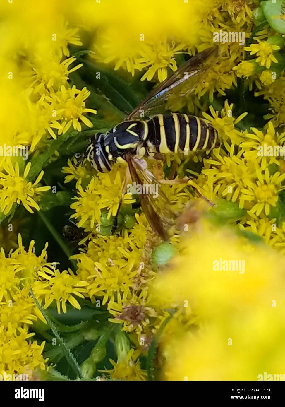 Eastern Hornet Fly (Spilomyia longicornis) Insecta Foto Stock