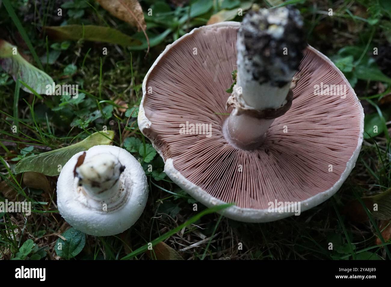 Funghi di colorante giallo (Agaricus xanthodermus) Foto Stock