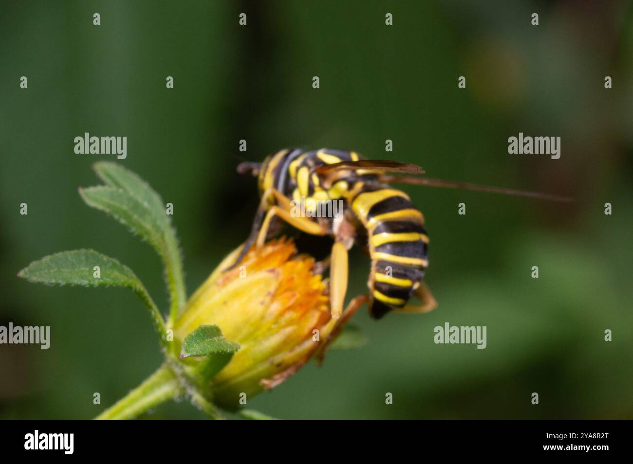 Eastern Hornet Fly (Spilomyia longicornis) Insecta Foto Stock
