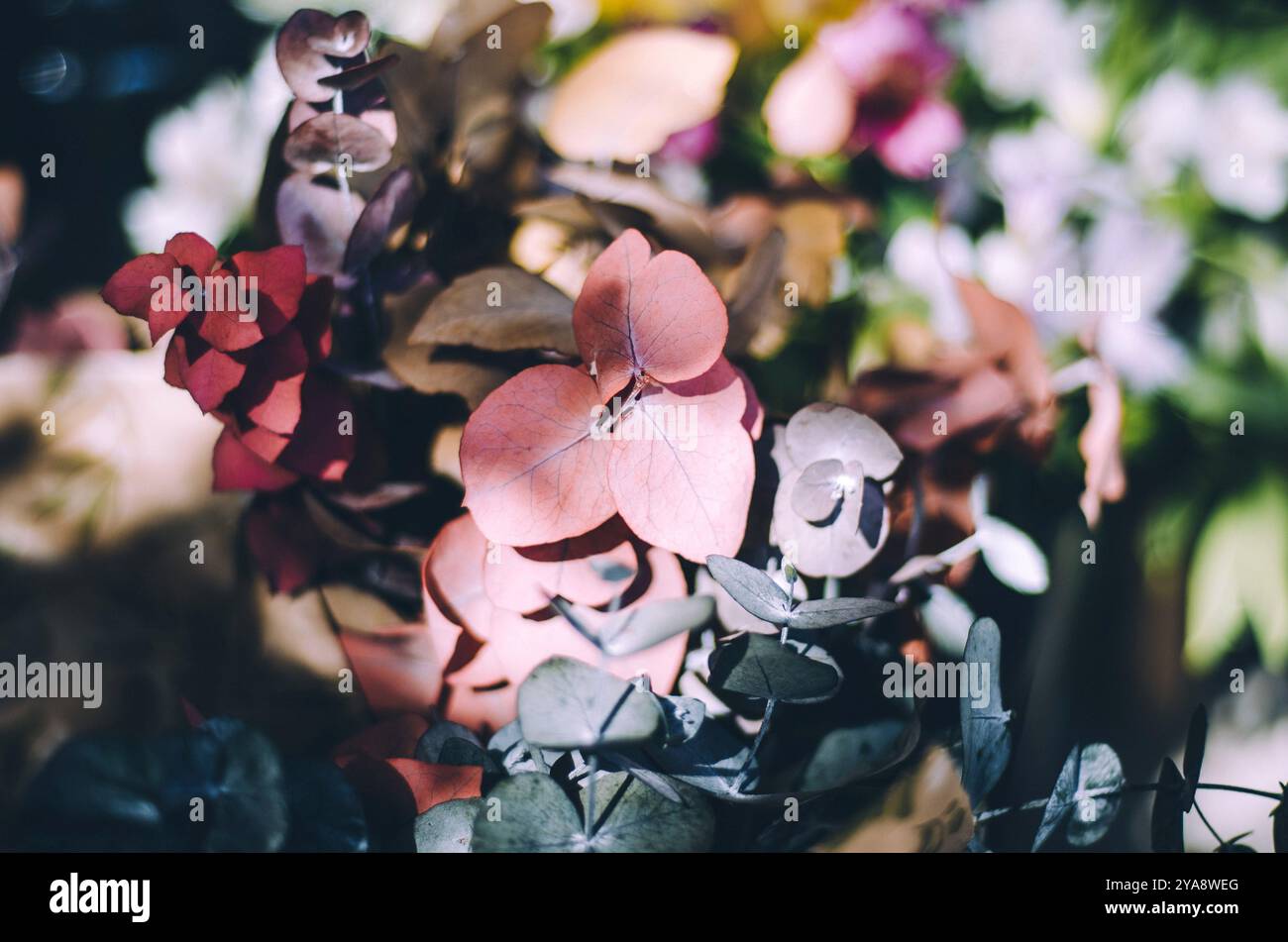 Un vivace primo piano di fresche foglie di eucalipto in una disposizione del bouquet Foto Stock