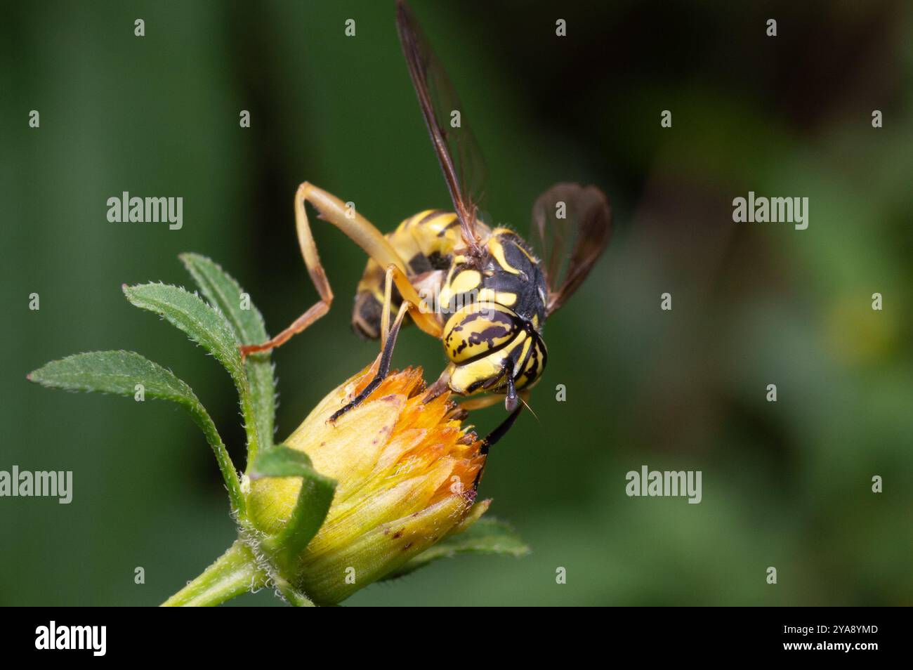 Eastern Hornet Fly (Spilomyia longicornis) Insecta Foto Stock