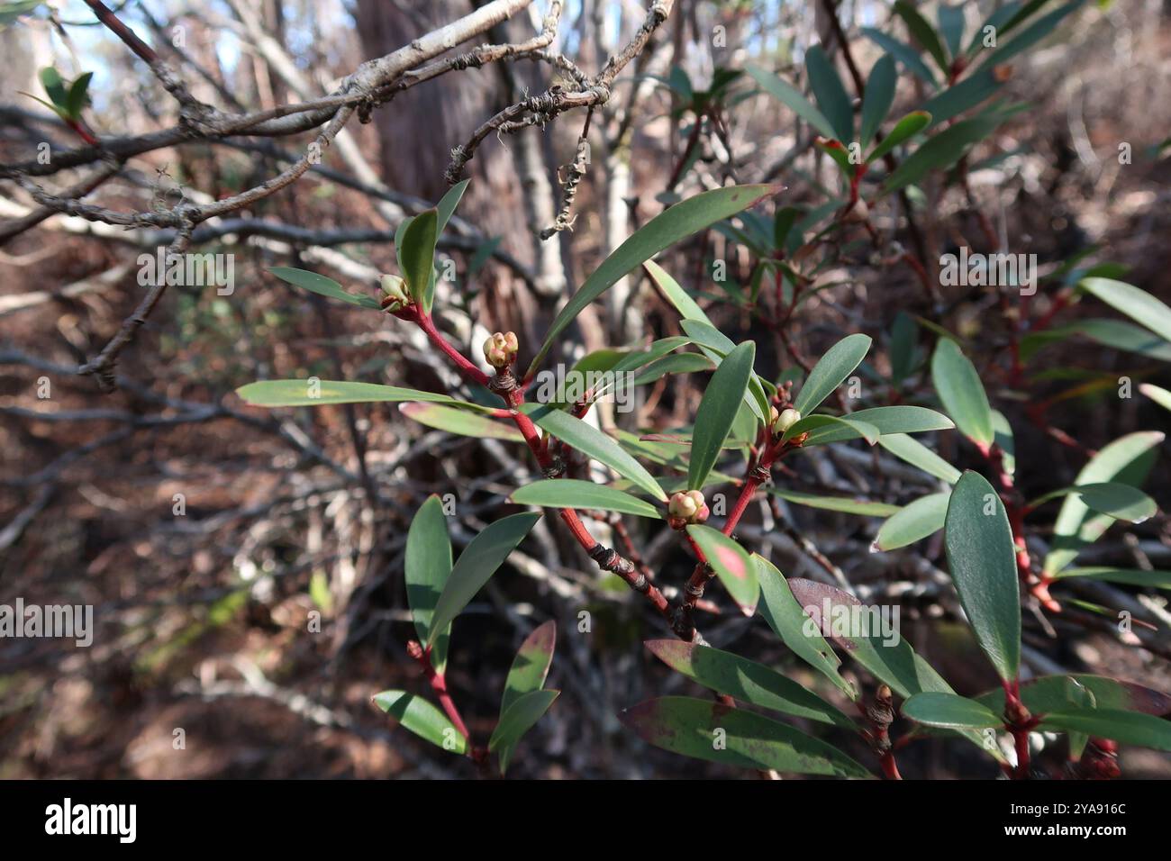 Peperoncino di montagna (Tasmannia lanceolata) Plantae Foto Stock