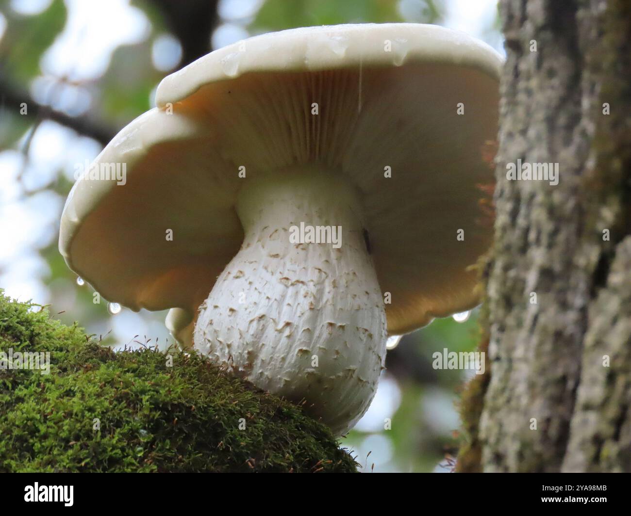 Funghi all'olmo (Hypsizygus ulmarius) Foto Stock