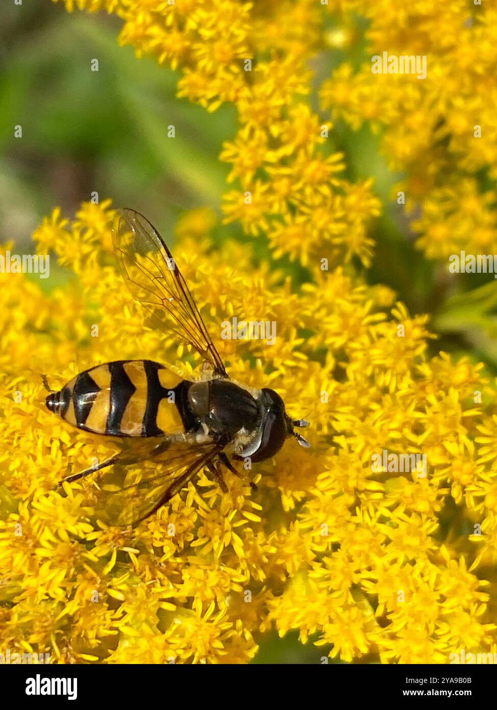 (Didea fasciata) Insecta Foto Stock