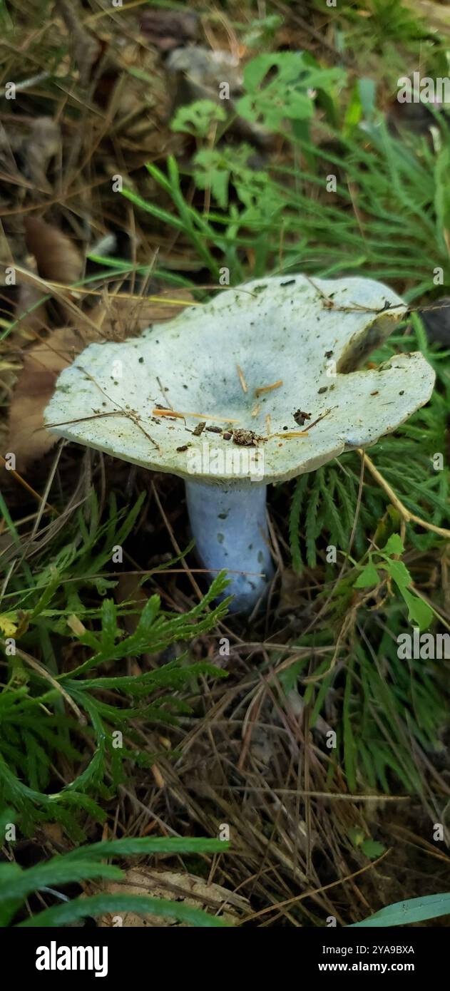 Funghi con tappo di latte indaco (Lactarius indigo) Foto Stock