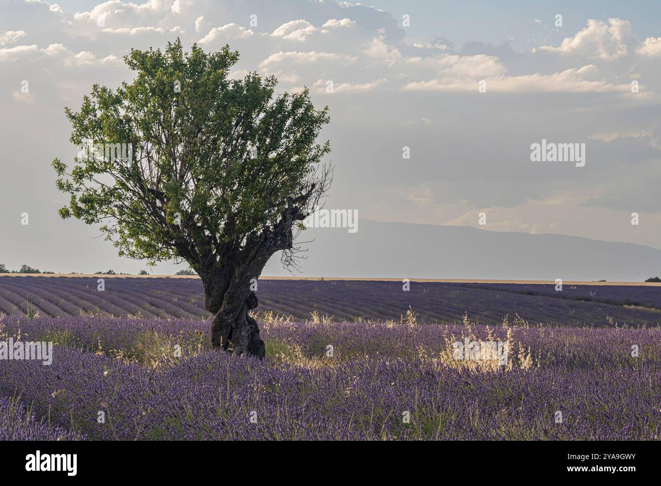 Campo di infinite file di profumata lavanda viola fiorisce durante l'estate vicino a Valensole, nel sud della Francia, in Europa Foto Stock