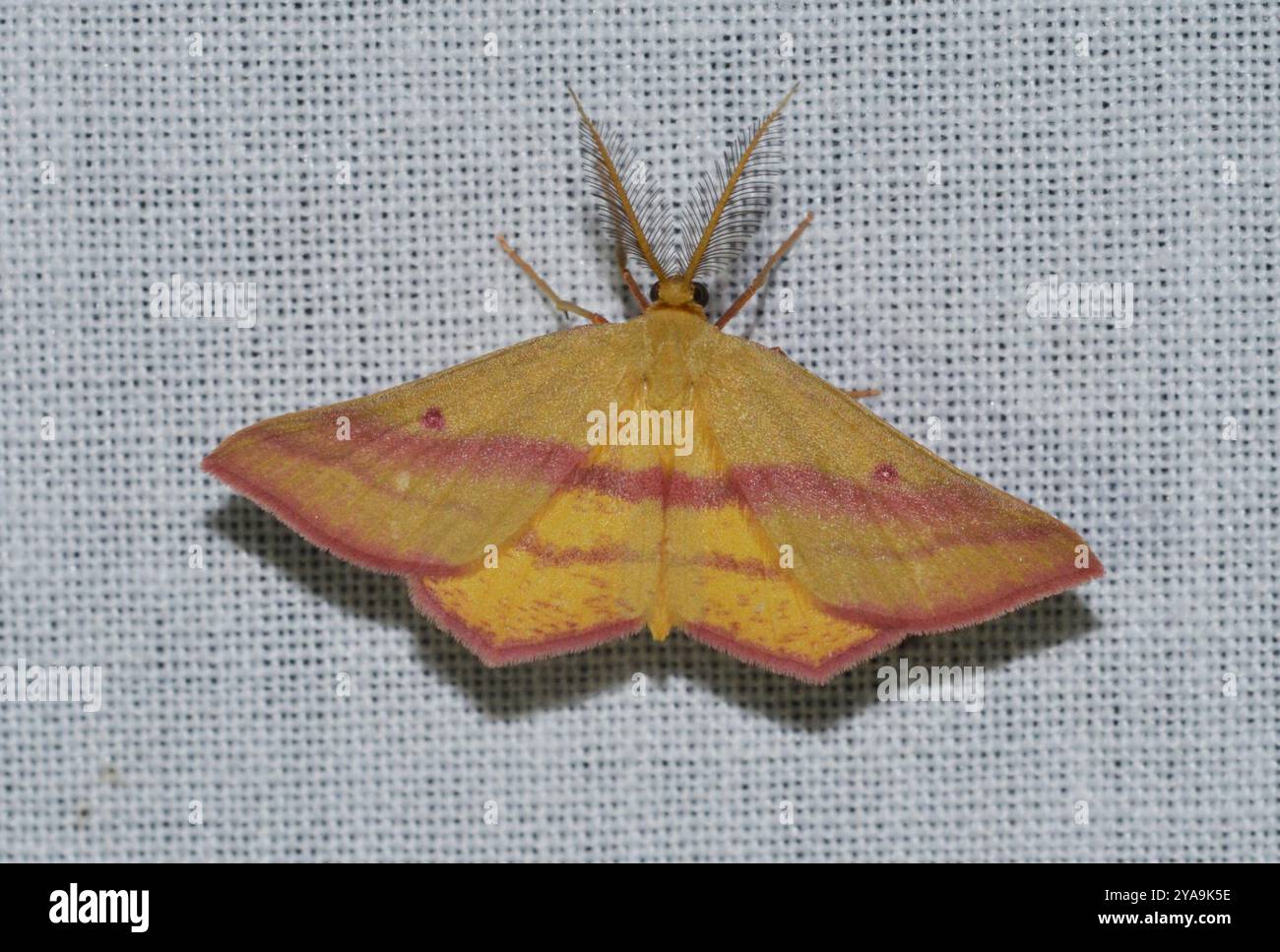Chickweed Geometer Moth (Haematopis grataria) Insecta Foto Stock