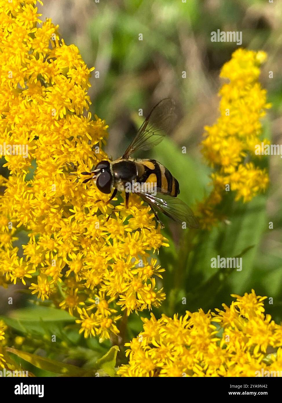 (Didea fasciata) Insecta Foto Stock