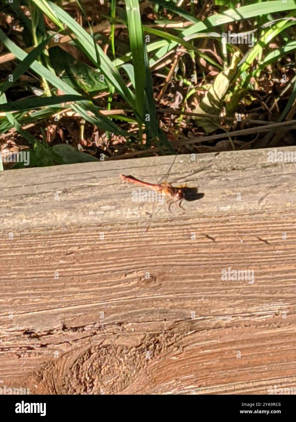 Ruby Meadowhawk (Sympetrum rubicundulum) Insecta Foto Stock