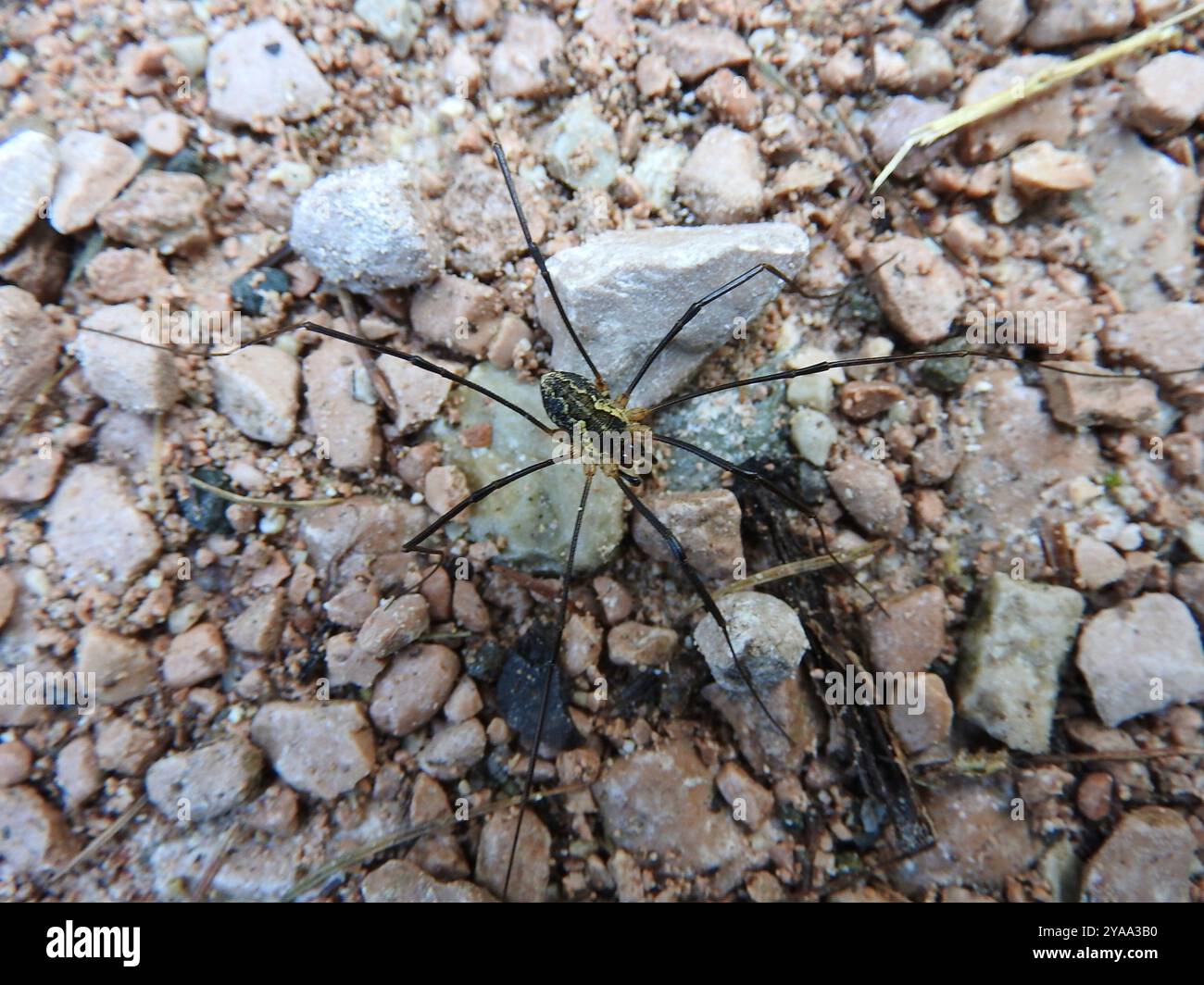 Saddleback Harvestman (Mitopus morio) Arachnida Foto Stock