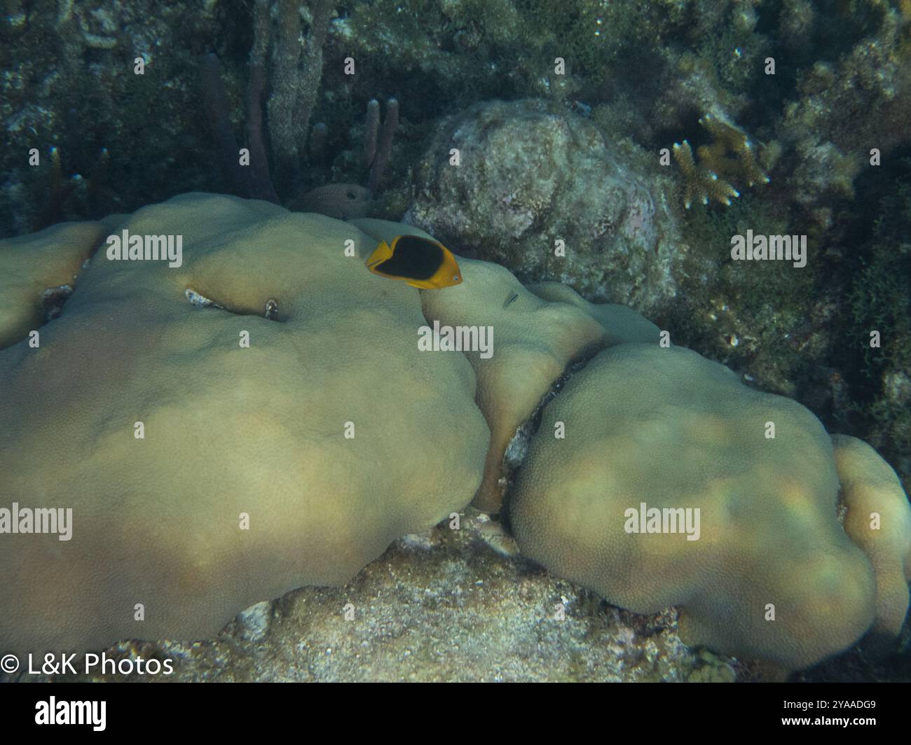 Bellezza rocciosa (Holacanthus tricolor) Actinopterygii Foto Stock