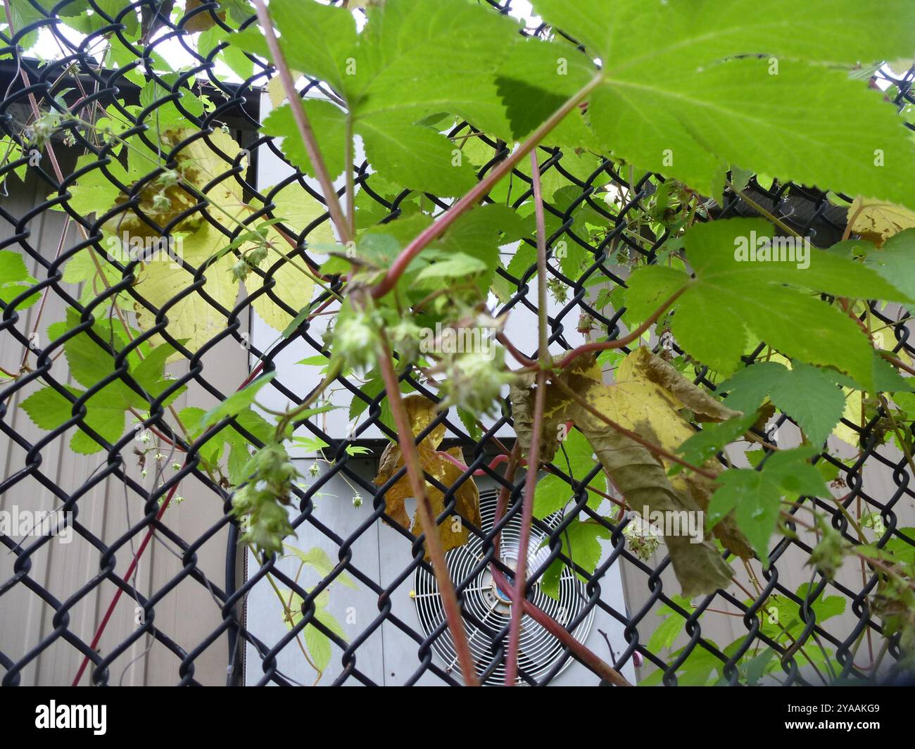 Luppolo giapponese (Humulus Scandens) Plantae Foto Stock