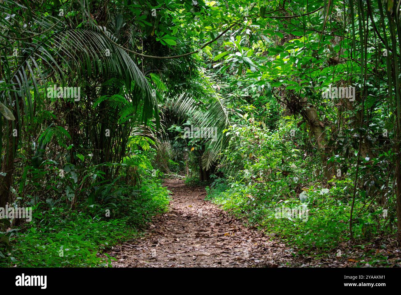 Le foreste pluviali tropicali in Costa Rica forniscono un'intensa biodiversità e un ambiente rilassante per l'anima Foto Stock