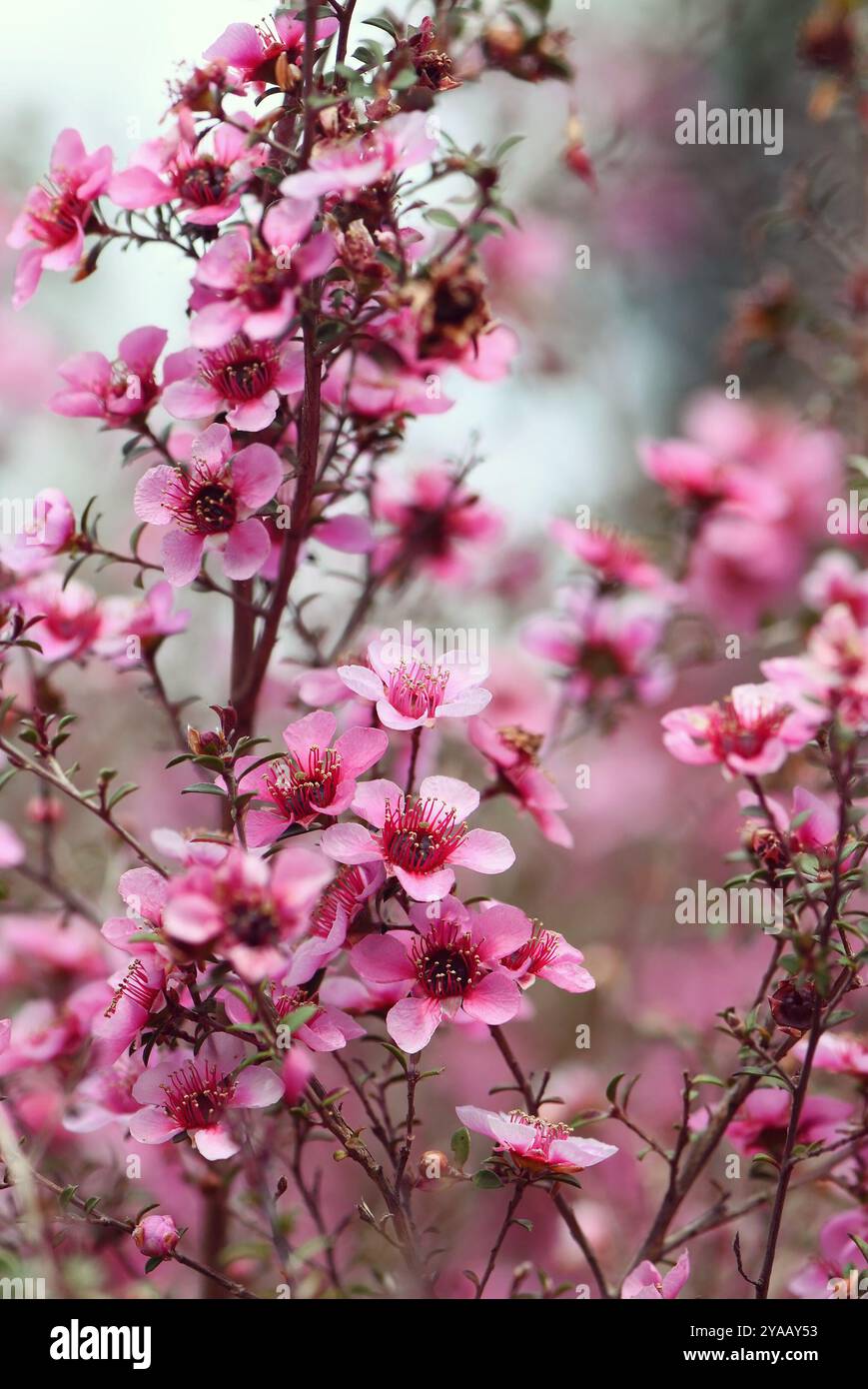 Splendida primavera da sogno che fiorisce i fiori di albero del tè Manuka rosa nativo australiano, Leptospermum scoparium, famiglia Myrtaceae. Endemico dell'Australia meridionale Foto Stock