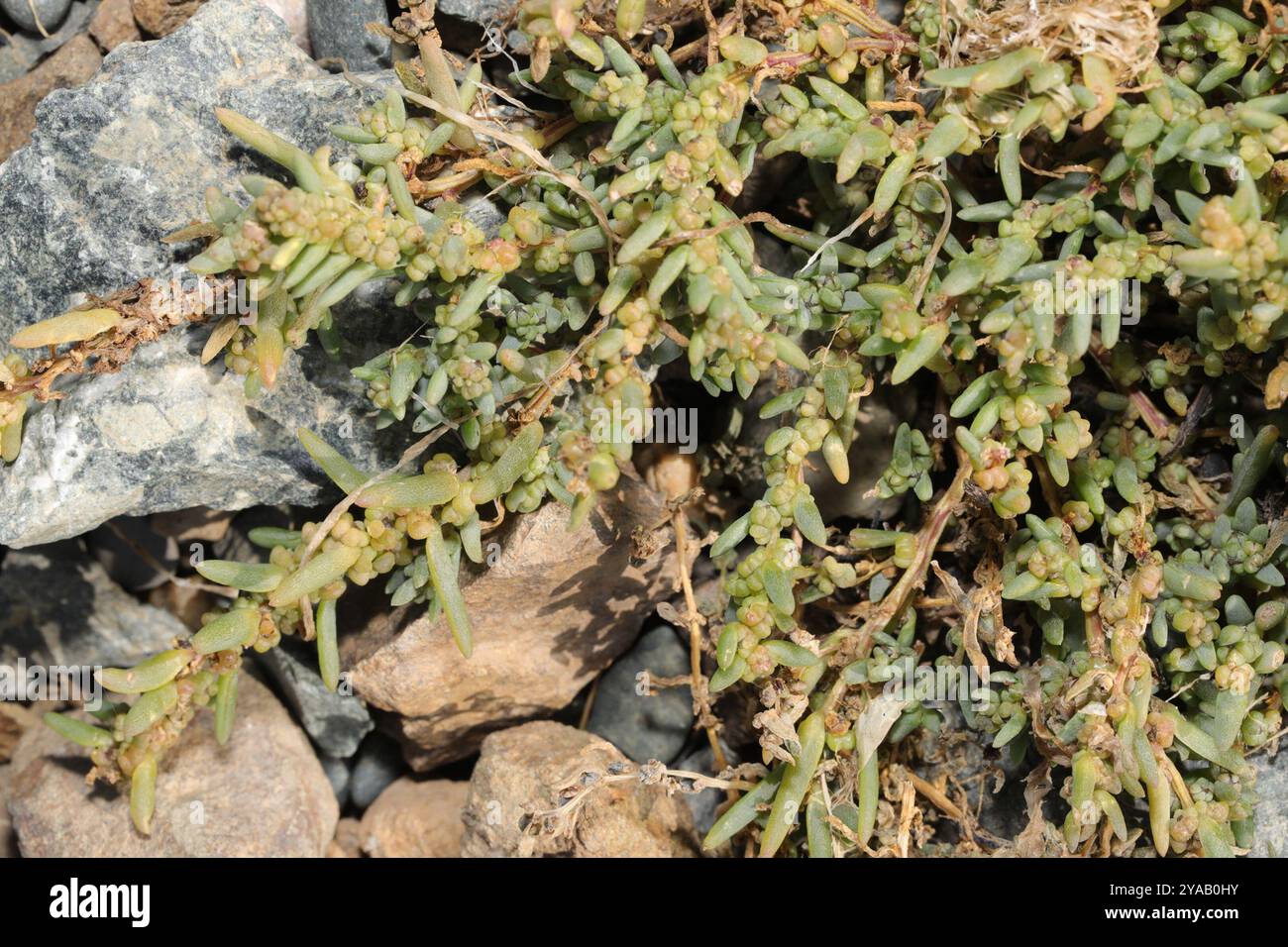 Alghe erbacee (Suaeda maritima) Plantae Foto Stock