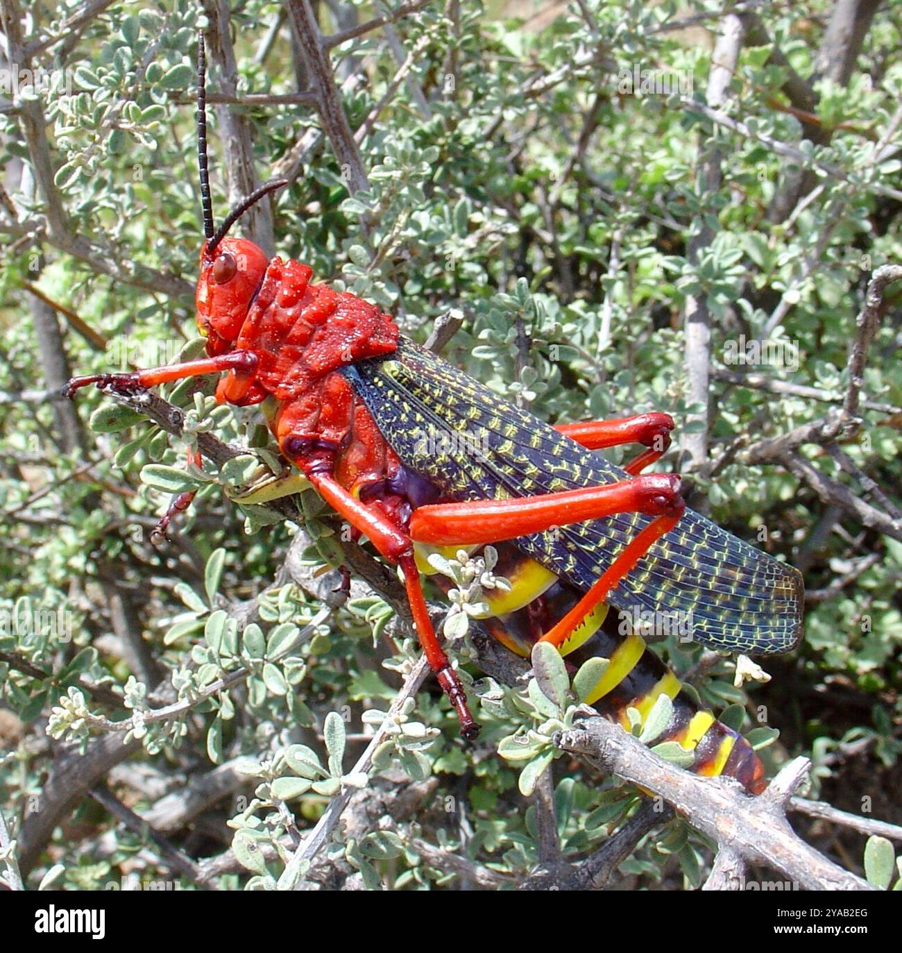 Red Milkweed Locust (Phymateus morbillosus) Insecta Foto Stock