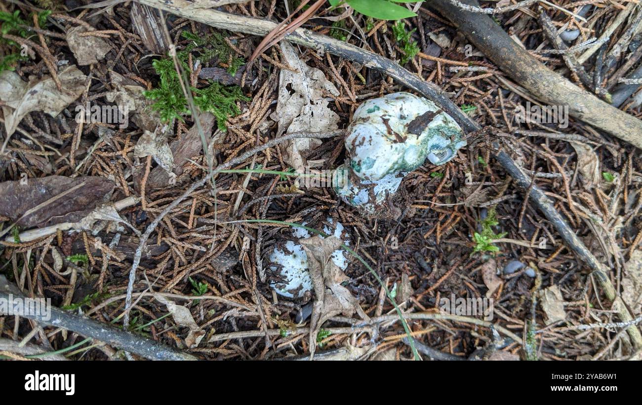 Funghi con tappo di latte indaco (Lactarius indigo) Foto Stock